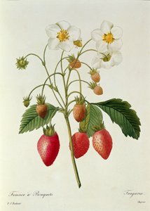 Fragaria (jordbær), graveret af Chapuis, fra "Choix des Plus Belles Fleurs", 1827-33